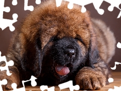 Brown, Tibetan Mastiff