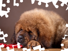 sleepy, Tibetan Mastiff