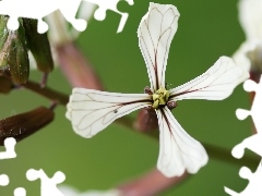 Matthiola, White, Flowers