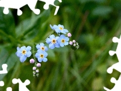 forget-me-not