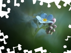 forget-me-not