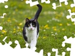 cat, Meadow