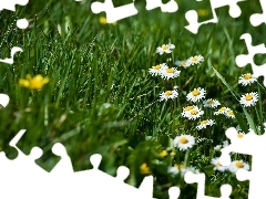 chamomile, Meadow