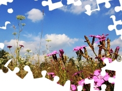Meadow, clouds, Flowers, cloves, Wildflowers