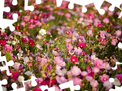 Meadow, Flowers, Cosmos