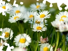 daisies, Meadow