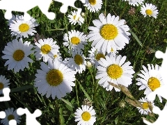 daisies, Meadow