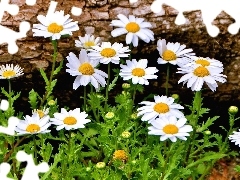 daisy, Meadow