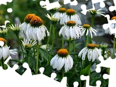 Meadow, Flowers, echinacea