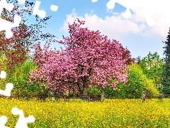 flourishing, kirsch, Meadow, trees