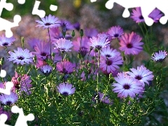 purple, Meadow, Arktotis, flowers