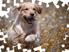 Puppy, Meadow, Flowers, Golden Retriever