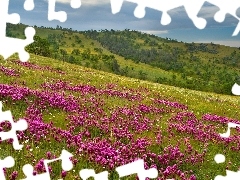 trees, mountains, Meadow, Flowers, viewes, slope