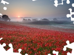 Meadow, papavers, Fog