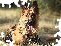 Meadow, grass, German Shepherd, muzzle, dog