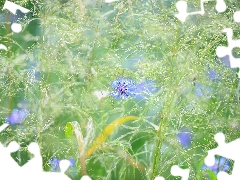 Meadow, Chaber, grass