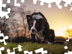 dog, Meadow, grass, Border Collie