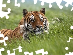Meadow, tiger, grass