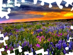 lupine, Great Sunsets, Meadow