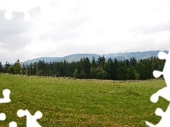 gubalowka, Meadow