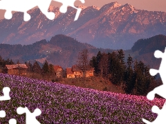 crocuses, Hill, Houses, Meadow, Mountains, Spring, Slovenia