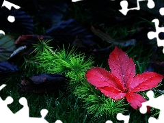 Leaf, conifer, Meadow, branch