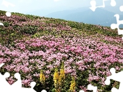 Meadow, Blossoming, Mountain