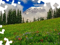 Mountains, forest, Meadow, clouds