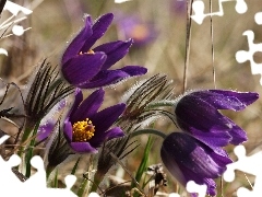 pasque, Meadow