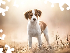 Meadow, Plants, Puppy, Alpine Dutch, dog