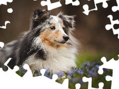 Flowers, shetland Sheepdog, Meadow