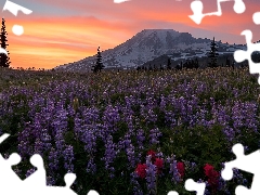 Stratovolcano Mount Rainier, Mountains, lupine, Sky, Flowers, Washington State, The United States, Meadow