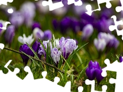 Meadow, crocuses, Spring