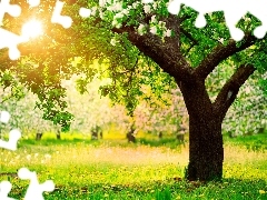 flourishing, Spring, viewes, light breaking through sky, trees, Meadow