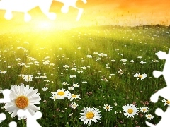 daisy, Great Sunsets, Meadow