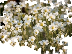 White, Close, Meadow, flowers