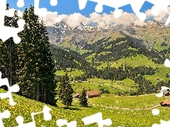 medows, pens, Austrian, woods, Alps