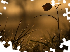 grass, Colourfull Flowers, fuzzy, background, dew, Fritillaria meleagris