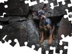 wall, dog, miniature Pinscher