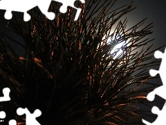 moon, spruce, Night