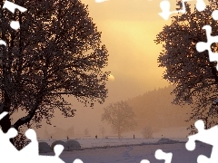 trees, field, moon, winter, viewes, Fog