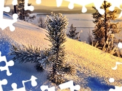 snow, pine, morning, twig