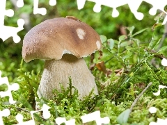 boletus, Moss