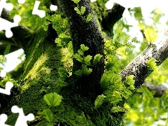 Moss, trunk, branch pics, Leaf, trees