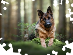 young, dog, cluster, moss, sapling, German Shepherd