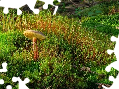 Moss, Mushrooms, grass