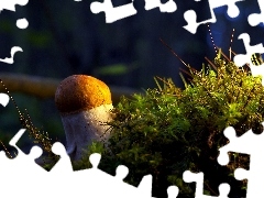 Mushrooms, Moss