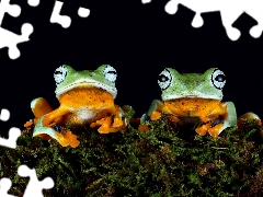 Moss, Frogs, rapprochement
