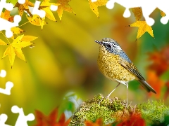 Leaf, autumn, White-browed Bush Robin, Moss, Bird