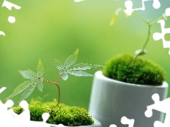Moss, seedlings, tea